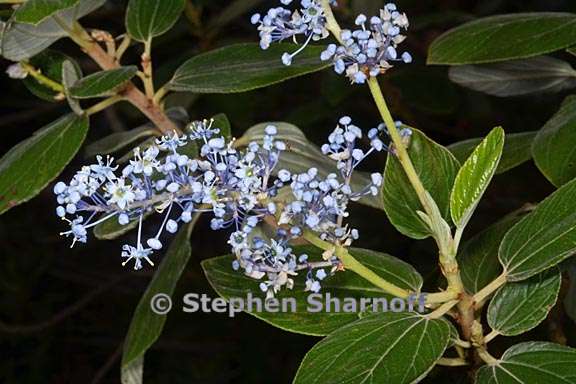 ceanothus arboreus 1 graphic